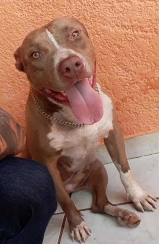 Imagem 2 de 5 de Pitbull Monster
