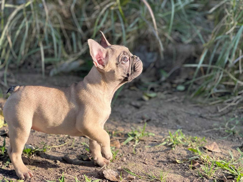 Cachorras Bulldog Francés - Pedigree Kcp