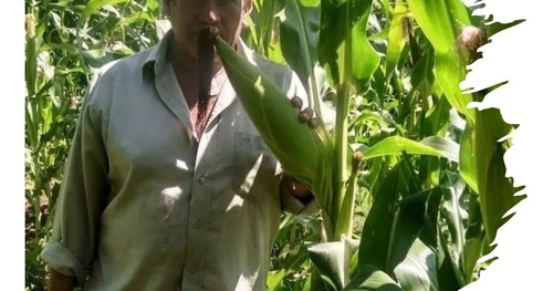 Semilla De Maiz Para Grano Blanco Para Temporal Y Riego 5kg