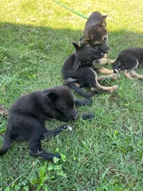 Comprar Cachorros Ovejero Pastor Alemán