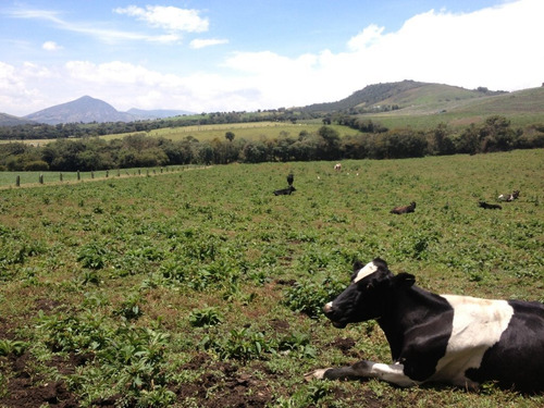 Imagen 15 de 25 de Finca 82.000 Mtrs2 Guasca V. Pastor Ospina.