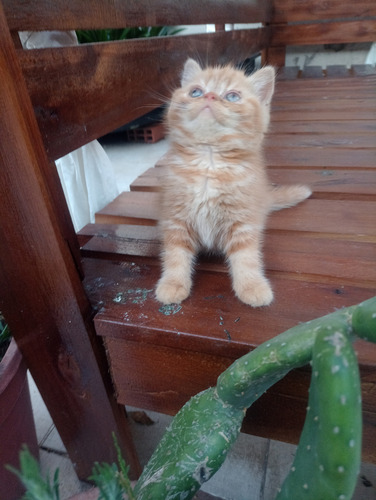 Gatitos Persa Varios Colores
