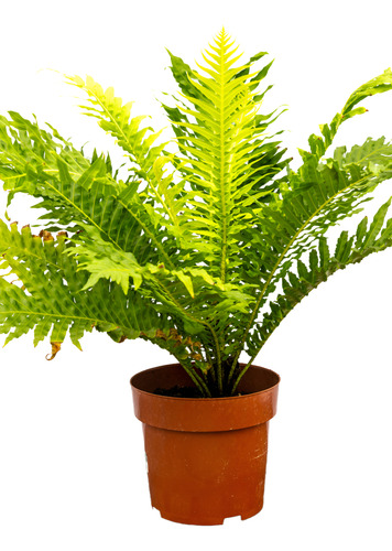 Helecho Arbol - Planta Robusta, Oferta Especial P17