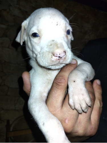 Vendo Cachorros Dogos Argentinos Puros 