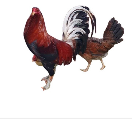 Docena De Huevo Fertil De Gallo Semental En Linea