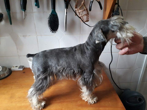 Schnauzer Mini Negro Día De Lluvia Lidia Sico