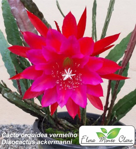 Cacto Orquídea Vermelho - Disocactus Ackermannii - 2 Mudas | Parcelamento  sem juros