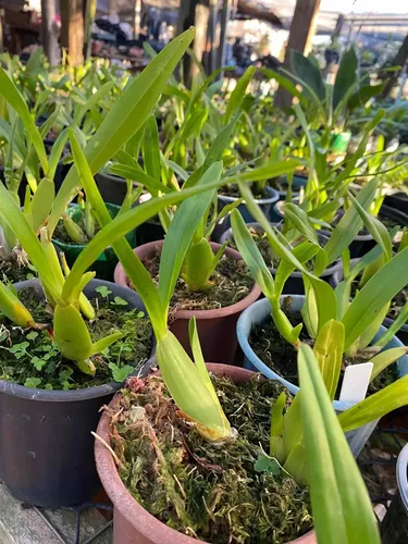 Orquídea Miltonia Moreliana Adulta | Parcelamento sem juros