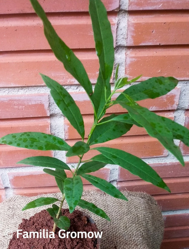 Plantin De Guatambu, O Yvyra Ñeti, 30 Cm De Alto