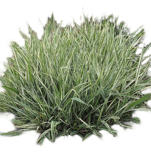 Planta Gramínea Phalaris