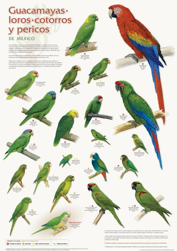 Poster Tamaño Grande De Guacamayas, Loros, Pericos, Cotorros (Usado)
