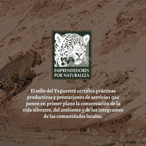 Imagen 4 de 5 de Oso Hormiguero De Palo Santo