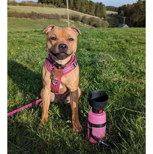 Botella De Agua Para Perros Lesotc 21oz Rosa Portátil