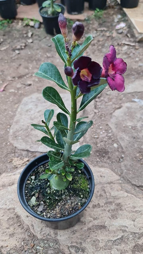 Rosa Do Deserto Negra Muda
