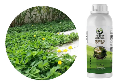 Kit 3800 Mudas De Grama Amendoim Raiz Nua + Fertilis Sollus