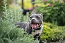 Comprar Cachorros Staffordshire Bull Terrier