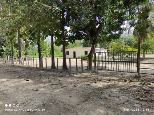 Imagen 8 de 13 de Finca En Venta En El Tambor, Mun. Obispos, Barinas