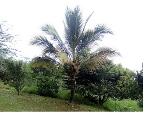 Finca En Vender En Cocorná