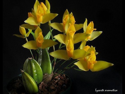 3 Anthurium Y Lycaste