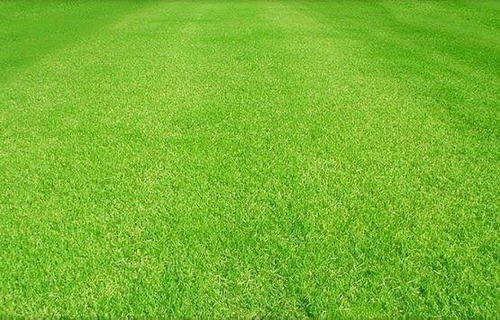 02 Kg Sementes Grama Esmeralda Para 2000m² 100% Puras
