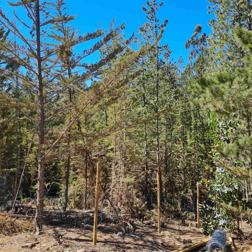 Bosque De Cipres En Zona Urbana