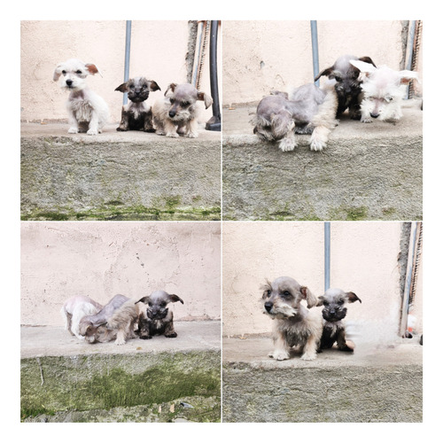 Hermosos Schnauzer Mini Toy 100 