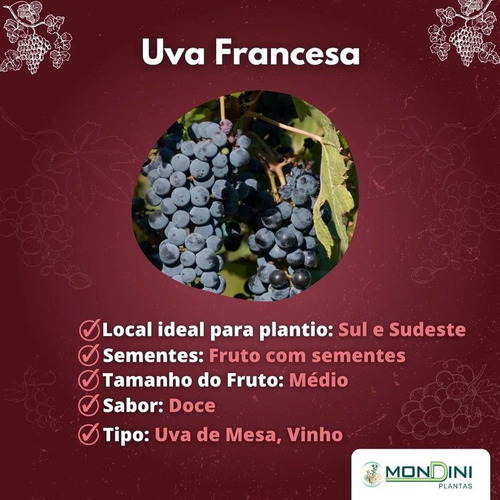 Uva Parra Grande Moscatel Rosa Blanca Francesa Isabel Negra Verde