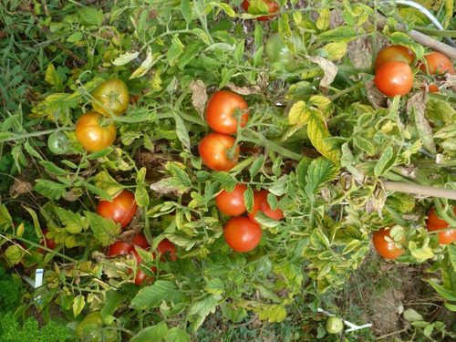 Semillas Organicas De Tomate Pontflavet