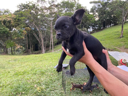 Cachorrita Bulldog Frances Manto Negro Disponibles