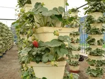 Comprar Video: Producción Fresa Hidroponica Con Sistema De Columnas