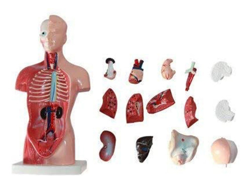 Modelo De Anatomía: Torso Humano De 11 Pulgadas, Cuerpo, Cor