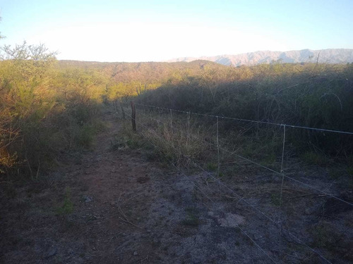 Imagen 5 de 6 de Campo Ganadero Alquilo, Tiene Mucho Pasto Y Agua V.dolores