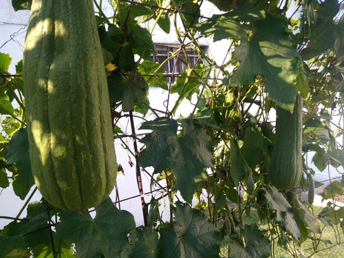 Imagen 6 de 7 de 100 Semillas De Luffa (orgánicas)