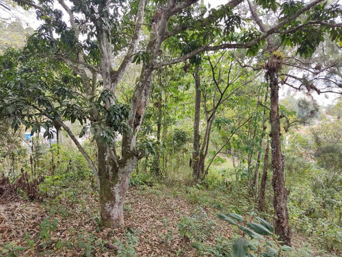 Imagen 4 de 8 de Venta Terreno 9.302m2 Los Guayabitos/baruta