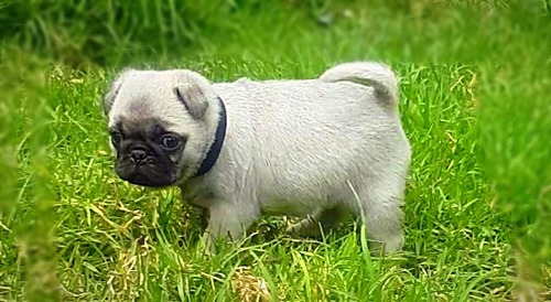 Hermosos Pug Carlino Mini Originales