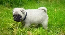 Comprar Hermosos Pug Carlino Mini Originales