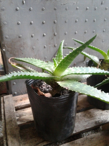 Imagen 3 de 5 de Aloe Vera
