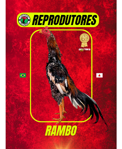 10 Ovos De Galo Mura Exótico Pintado - 100% Apurados