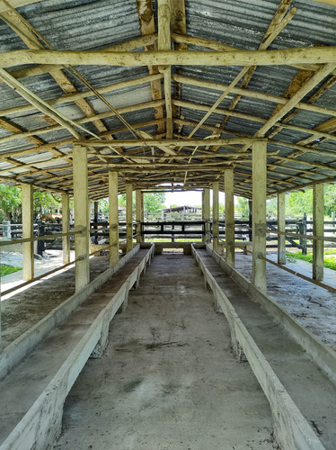 Venta De Rancho En Zona Ganadera De Yucatán, Con Cenotes, 453 Has
