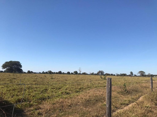 Imagem 5 de 14 de Vendo Fazenda Pecuaria No Vale Do Araguaia (6130)