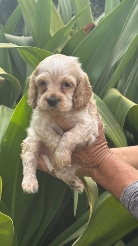 Cachorritos Cocker Spaniel