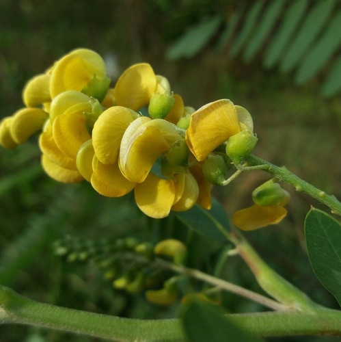 Acacia Café - Sesbania Virgata - 4l