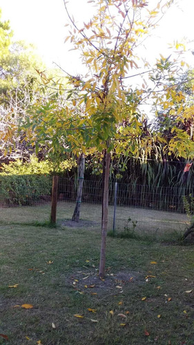 Imagen 13 de 14 de Alquilo Piriapolis , Playa Hermosa Us$60 Diarios