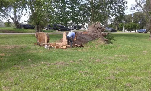 Poda Y Extraccion De Arboles Zona Sur