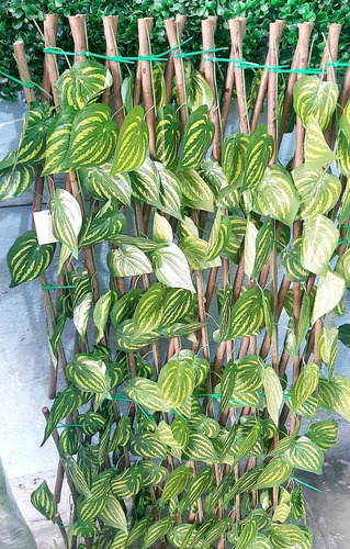 Imagen 2 de 9 de Biombo De Hojas Verdes D Celosia De Hojas Decorativa Eventos