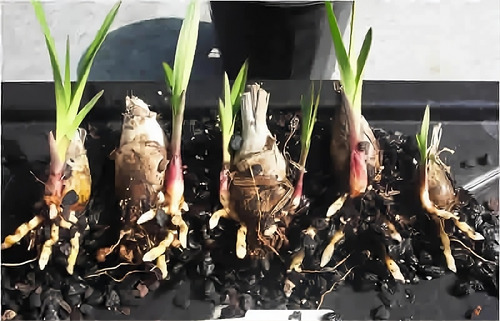 Orquidea Cymbidium Pontac Planta Joven