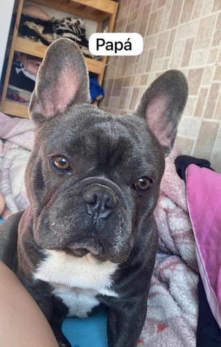Cachorros Bulldog Francés No Soy Criadero , Se Entrega 2/6