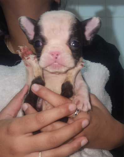 Cachorros Bulldog Francés Mini Muy Bellos