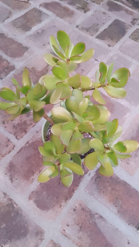 Arbol De Jade - De La Abundancia - Crassula Ovata - Mac 17