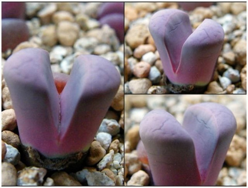 10 Sementes Cacto Pedra Viva Lithops Meyeri Frete Barato